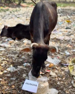 Cow feed