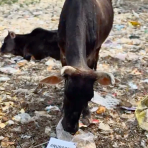 Cow feed