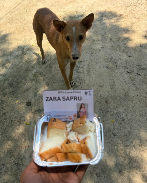 1 Dog Food Plate