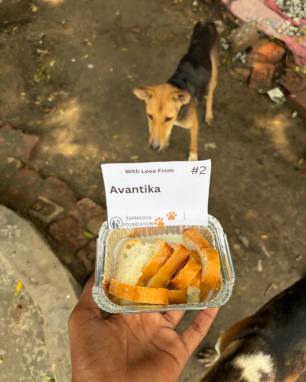 1 Dog Food Plate