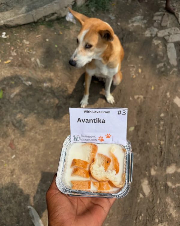 1 Dog Food Plate