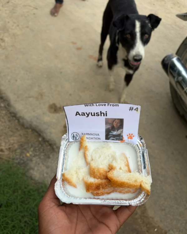 1 Dog Food Plate