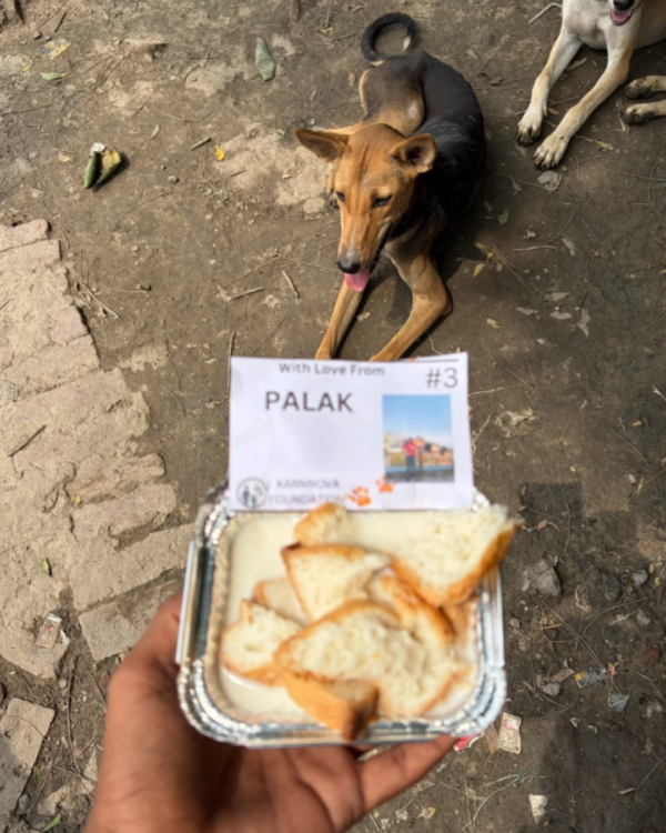 1 Dog Food Plate